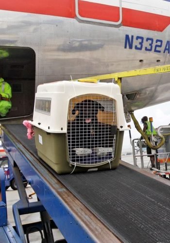 Ask the Captain_ Is my pet safe in the cargo hold_ Why do planes turn soon after takeoff_ — USA TODAY